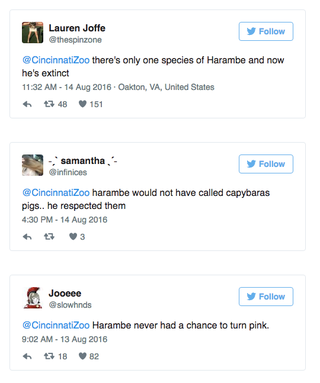Illustration for article titled Harambe memes force the Cincinnati Zoo to flee Twitter